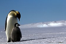 Emperor Penguin colonies, Antarctica