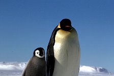 Emperor Penguin colonies, Antarctica