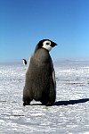 Emperor Penguin colonies, Antarctica