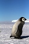 Emperor Penguin colonies, Antarctica