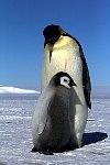 Emperor Penguin colonies, Antarctica