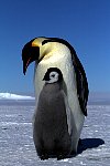 Emperor Penguin colonies, Antarctica