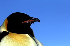 Emperor Penguin colonies, Antarctica