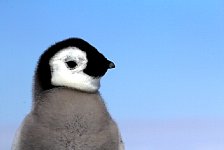 Emperor Penguin colonies, Antarctica