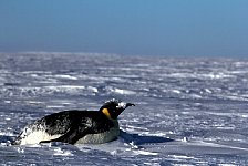 Emperor Penguin colonies, Antarctica