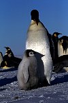 Emperor Penguin colonies, Antarctica