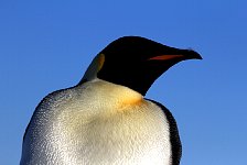 Emperor Penguin colonies, Antarctica