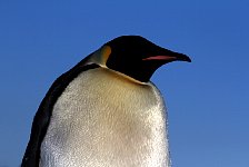 Emperor Penguin colonies, Antarctica