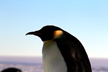 Emperor Penguin colonies, Antarctica