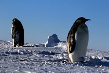 Emperor Penguin colonies, Antarctica