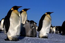 Emperor Penguin colonies, Antarctica