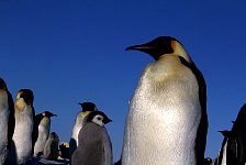 Emperor Penguin colonies, Antarctica