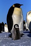 Emperor Penguin colonies, Antarctica