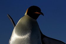 Emperor Penguin colonies, Antarctica