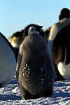 Emperor Penguin colonies, Antarctica