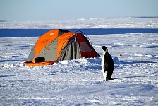Tent and Emperor Penguin