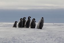 Emperor Penguin colonies, Antarctica