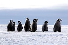 Emperor Penguin colonies, Antarctica