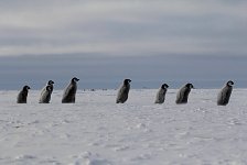 Emperor Penguin colonies, Antarctica