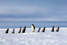 Emperor Penguin colonies, Antarctica