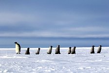 Emperor Penguin colonies, Antarctica