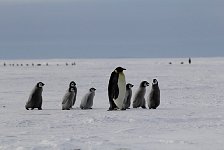 Emperor Penguin colonies, Antarctica