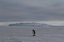 Lone Emperor Penguin