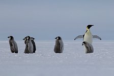 Emperor Penguin colonies, Antarctica