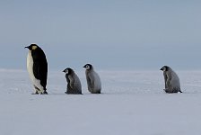 Emperor Penguin colonies, Antarctica