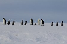 Emperor Penguin colonies, Antarctica