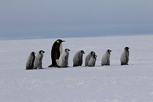 Emperor Penguin colonies, Antarctica