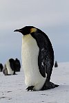 Emperor Penguin colonies, Antarctica