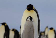 Emperor Penguin colonies, Antarctica