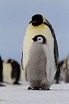 Emperor Penguin colonies, Antarctica