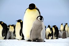 Emperor Penguin colonies, Antarctica