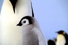 Emperor Penguin colonies, Antarctica