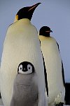 Emperor Penguin colonies, Antarctica