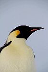 Emperor Penguin colonies, Antarctica