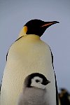 Emperor Penguin colonies, Antarctica