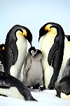 Emperor Penguin chicks, fighting