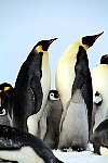 Emperor Penguin chicks, fighting