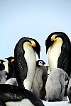 Emperor Penguin chicks, fighting