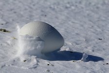 Emperor penguin egg