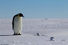 Emperor penguin and egg