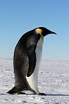 Emperor Penguin colonies, Antarctica