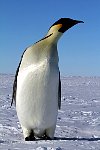 Emperor Penguin colonies, Antarctica