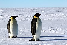 Emperor Penguin colonies, Antarctica