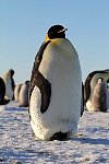 Emperor Penguin colonies, Antarctica