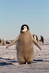 Emperor Penguin colonies, Antarctica