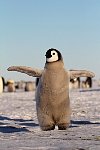 Emperor Penguin colonies, Antarctica